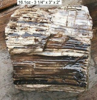 Nevada - Goose Creek Petrified Wood Log - All Natural