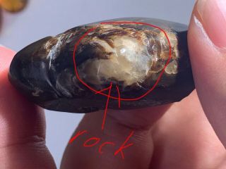 Calcite Rock In Raw Stone Burmite Myanmar Burma Amber Insect Fossil Dinosaur Age