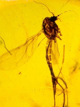 S266 - Diptera In Fossil Burmite Insect Amber Cretaceous Dinosaur Age