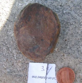 West Virginia Coprolite Jurassic Prehistoric Dinosaur Crap Dung Poo Fossil 34