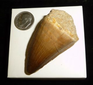 Mosasaur Tooth,  N.  Africa 34.  1 Grams Authentic Specimen