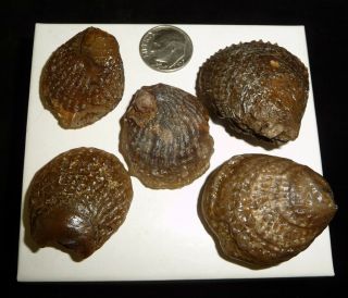 Agatized Clam Shells Fossils Us Based Seller 76 Grams