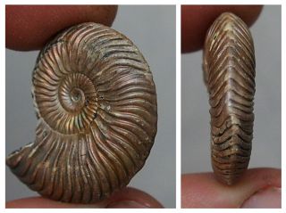 29mm Abnormal Quenstedtoceras Pyrite Ammonite Fossils Callovian Fossilien Russia