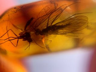 2 Megaptera Scorpion Fly Burmite Myanmar Burma Amber Insect Fossil Dinosaur Age