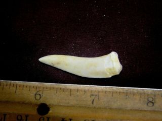 Saber Tooth Herring Fossil Tooth Enchodus Cretaceous 1.  5 Inch E31