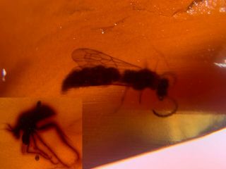Wasp Bee&mosquito Fly Burmite Myanmar Burmese Amber Insect Fossil Dinosaur Age