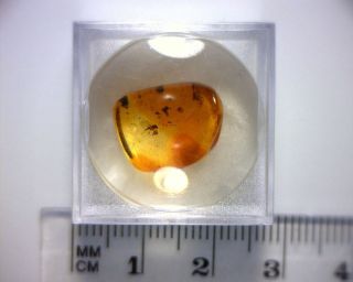 Premier Boxed Quality Specimen Of Baltic Amber Fossil With Insect Inclusion