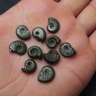 10x Amaltheus 12 - 15mm Ammonite Pyrite Mineral Fossil Ammoniten France