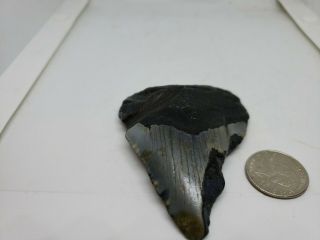 Megalodon Unrestored 3.  14 Inch Prehistoric Huge Meg Tooth Fossil 523