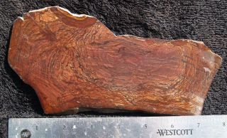 Polished rock slab BIGGS JASPER - great specimen 3