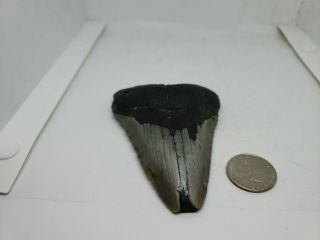 Megalodon Unrestored 3.  68 Inch Prehistoric Huge Meg Tooth Fossil 520
