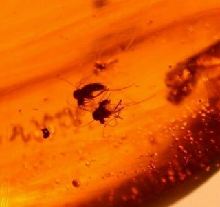 10 Flies With Psocopteran In Burmite Amber Fossil From Dinosaur Age Large 4.  2 G