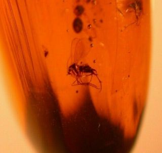 10 Flies with Psocopteran in Burmite Amber Fossil from Dinosaur Age Large 4.  2 g 2
