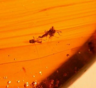10 Flies with Psocopteran in Burmite Amber Fossil from Dinosaur Age Large 4.  2 g 3