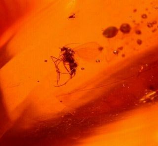 10 Flies with Psocopteran in Burmite Amber Fossil from Dinosaur Age Large 4.  2 g 5
