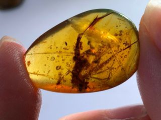 1.  92g Big Unknown Bug&beetle Burmite Myanmar Amber Insect Fossil Dinosaur Age