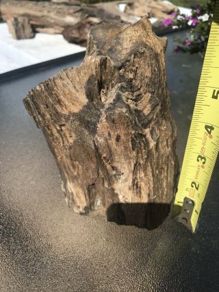 3.  3lbs Arizona Desert Ironwood.  Petrified Wood.  Neat Piece With Age Rings