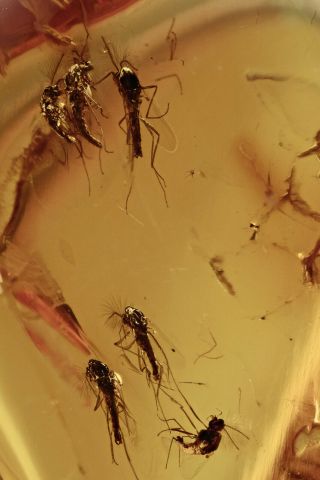 Swarm Of 6 True Midges Fossil Inclusion Baltic Amber 190807 - 40,  Img
