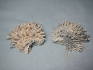 Spiny Chama - - - Arcinella Cornuta - - - - Florida Fossil Bivalve Pair