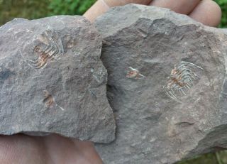 Rare Devonian Trilobite 2 Kettneraspis White Skin Unprepared Fossil 100 N.