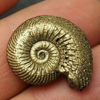25mm Quenstedtoceras Pyrite Ammonite Fossils Fossilien Russia Pendant