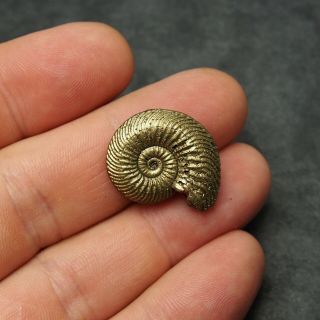 25mm Quenstedtoceras Pyrite Ammonite Fossils Fossilien Russia pendant 2