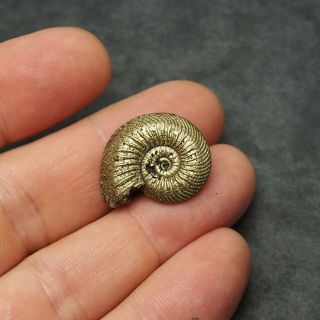 25mm Quenstedtoceras Pyrite Ammonite Fossils Fossilien Russia pendant 3