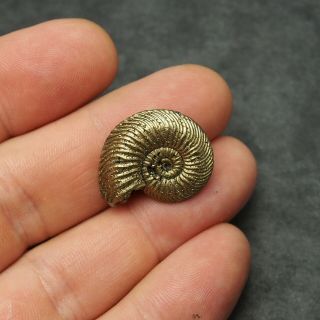 25mm Quenstedtoceras Pyrite Ammonite Fossils Fossilien Russia pendant 4