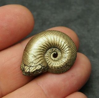 30mm Quenstedtoceras Pyrite Ammonite Fossils Fossilien Russia Pendant