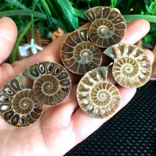 56g 3pairs Of Split Ammonite Baby Fossil Specimen Shell Healing Madagascar P2709