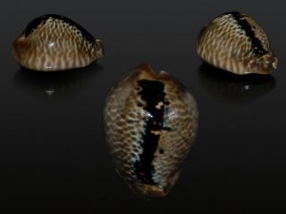 Seashell Cypraea Mus Dark With And Very Wide Line 46.  9 Mm