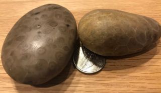 2 Fossil Petoskey Stone Just Over 5 Ounces