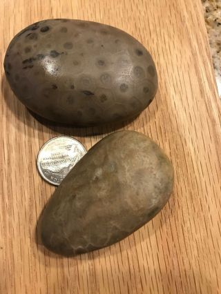 2 Fossil Petoskey Stone Just Over 5 Ounces 3