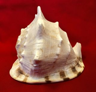 9.  75 " X 6.  5 " X 8” Large Conch Shell Horned Queens Helmet Seashell