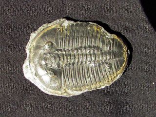 Sweet Elrathia Trilobite Fossil With Predation Scar