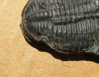 Sweet Elrathia trilobite fossil WITH predation scar 2