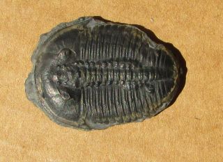 Sweet Elrathia trilobite fossil WITH predation scar 3