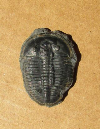 Sweet Elrathia trilobite fossil WITH predation scar 4