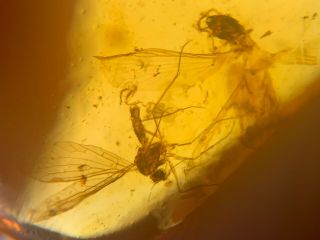 Scorpion Fly&termite Burmite Myanmar Burmese Amber Insect Fossil Dinosaur Age