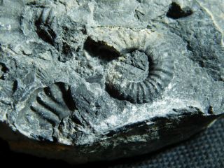 A Few 100 Natural Triassic Ammonite Fossils In Matrix From Nevada 156gr E