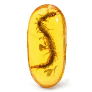 Larvae Fossil Centipede Insects Inclusion In Natural Baltic Amber Gemstone