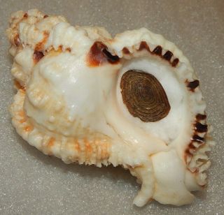 Seashell Phyllonotus Oculatus 119mm W/o