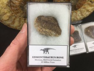 Edmontosaurus Dinosaur Bone - Hell Creek Formation,  Hadrosaur Fossil 2