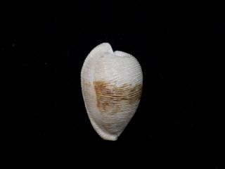 Formosa/seashell/cypraea Capensis Gonubiensis 29.  1mm.  South Africa