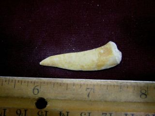 Saber Tooth Herring Fossil Tooth Enchodus Cretaceous 1.  5 Inch E28