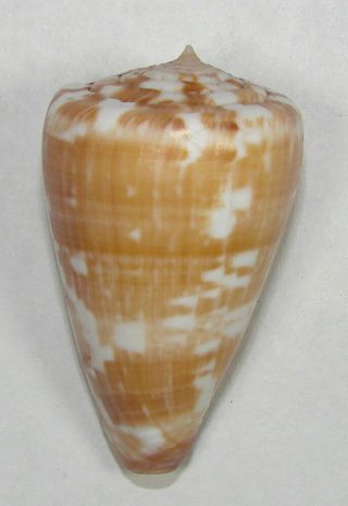 Conus Venulata 38.  66mm Choice Rare Specimen Boavista Island,  Cape Verde