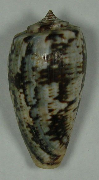 Conus Cuvieri 38.  34mm Choice Rare Specimen Off Djibouti