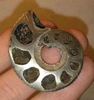 3.  7 Cm (1.  18 In) Ammonite,  Russian Gift,  Qi Energy,  Fossil,  Multicolor Pyrite