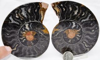 Rare 1 - N - 100 Black Ammonite Pair Deep Crystals 110myo Fossil 99mm 3.  9 " 7742xv