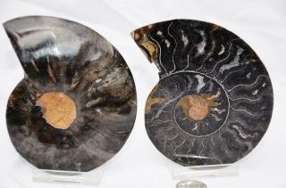RARE 1 - n - 100 BLACK Ammonite PAIR Deep Crystals 110myo FOSSIL 99mm 3.  9 
